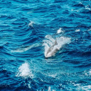 Cromaris koncept "Održivost"