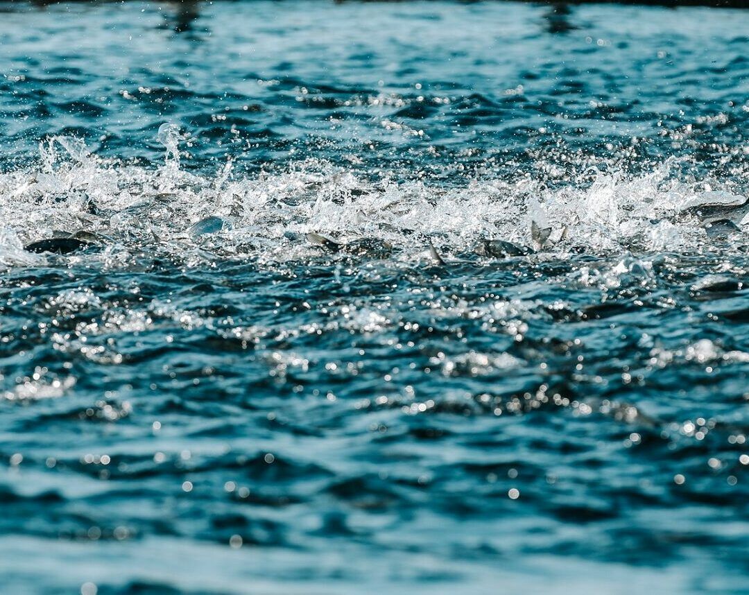 Hrana za ribu proizvedena u skladu s ekološkim standardima koja potječe iz održivih izvora