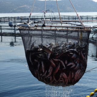 Koliko često izlovljavamo ribu na uzgajali&scaron;tima? 