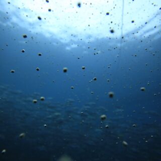 Mangime per l'alimentazione del pesce e Sostenibilit&agrave;: