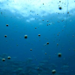  Riblja hrana i održivost: