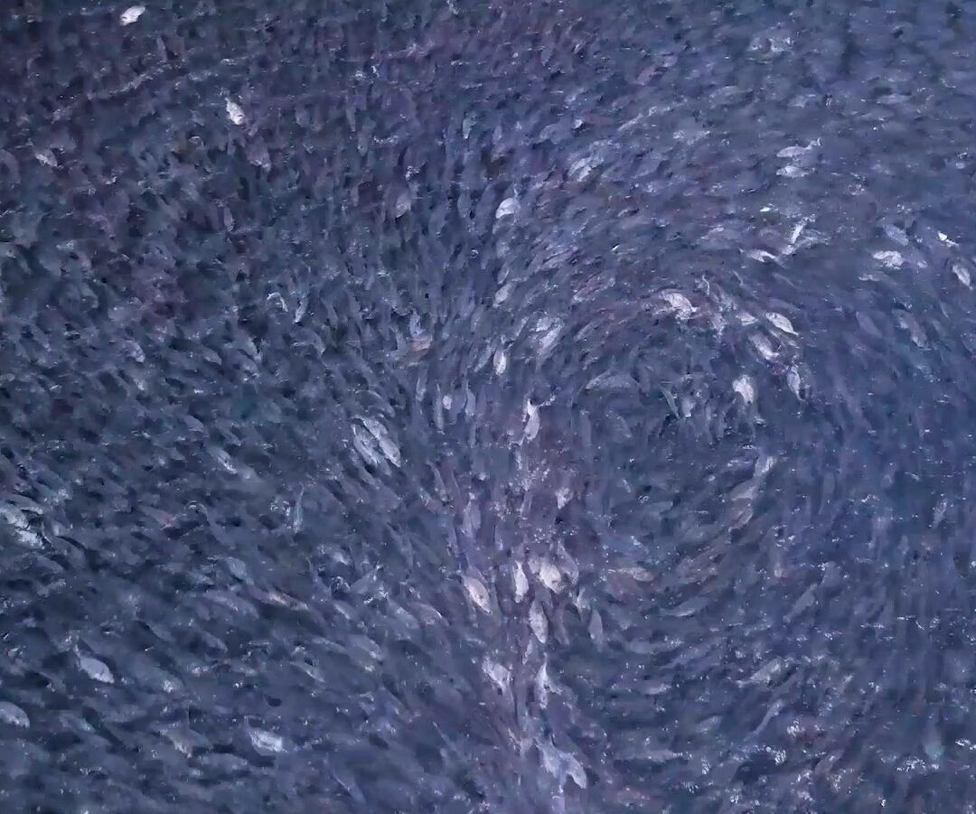  Selekcija matičnog jata