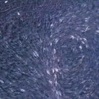  Selekcija matičnog jata