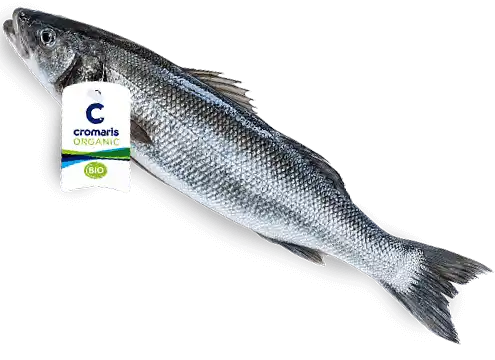 Cromaris BIO brancin